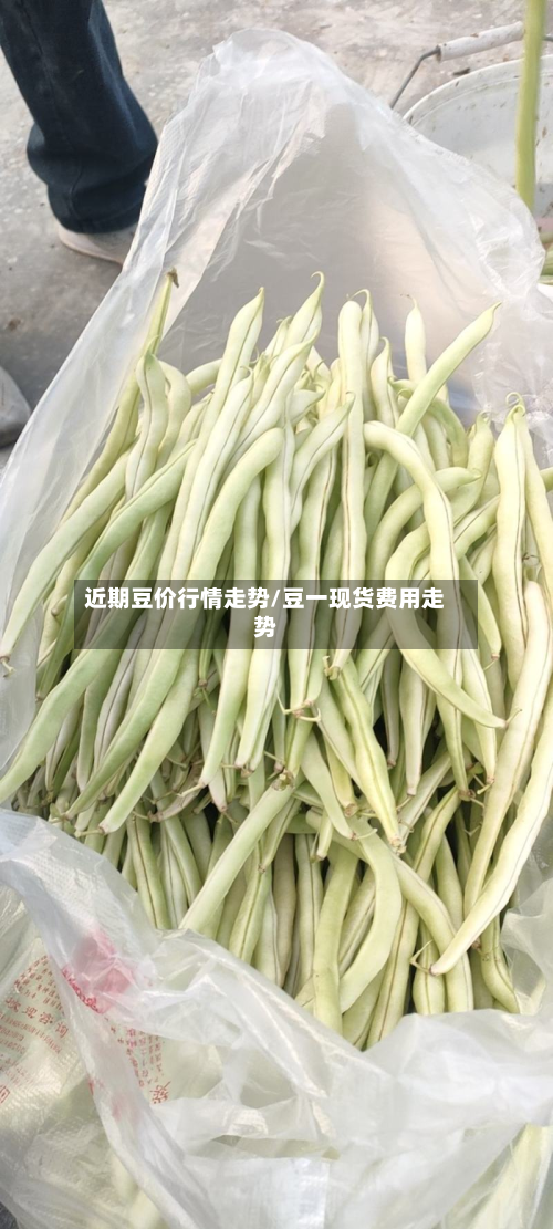 近期豆价行情走势/豆一现货费用走势-第3张图片