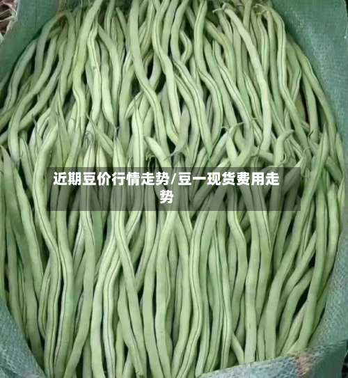 近期豆价行情走势/豆一现货费用走势