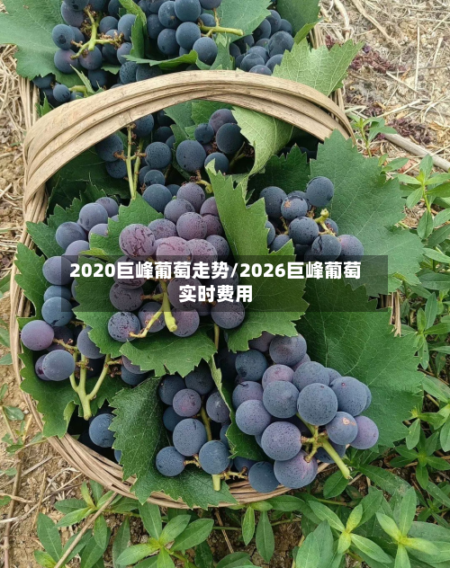 2020巨峰葡萄走势/2026巨峰葡萄实时费用