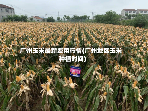 广州玉米最新费用行情(广州地区玉米种植时间)