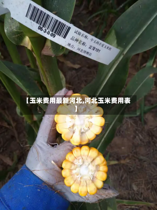 【玉米费用最新河北,河北玉米费用表】