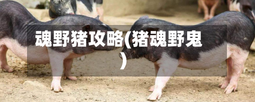 魂野猪攻略(猪魂野鬼)-第2张图片