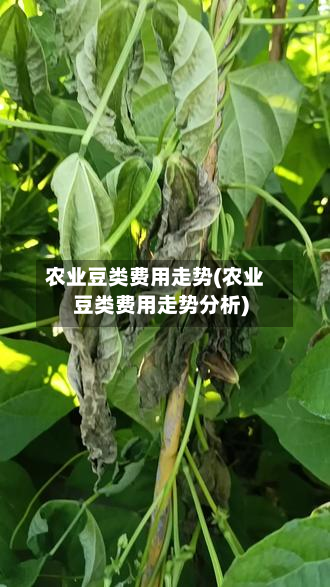 农业豆类费用走势(农业豆类费用走势分析)-第2张图片