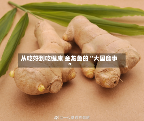 从吃好到吃健康 金龙鱼的“大国食事”