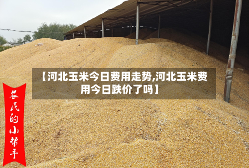 【河北玉米今日费用走势,河北玉米费用今日跌价了吗】-第2张图片
