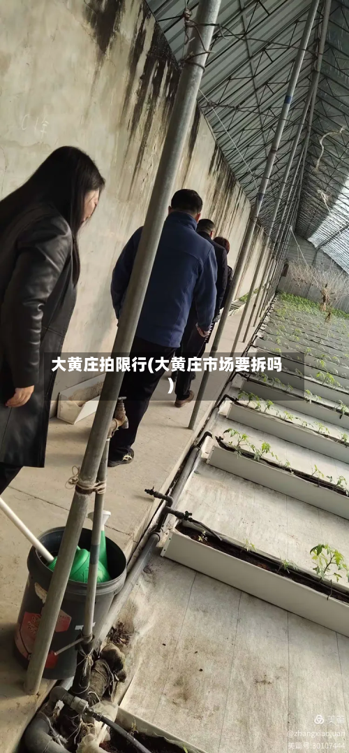 大黄庄拍限行(大黄庄市场要拆吗)