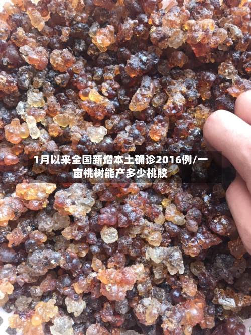 1月以来全国新增本土确诊2016例/一亩桃树能产多少桃胶